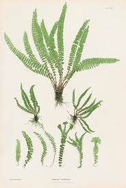 Image result for Asplenium trichomanes