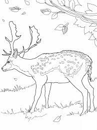 When citing a website the general format is as follows. Free Printable Deer Coloring Pages For Kids