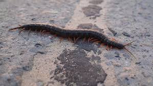 So many people tell me a centipede is the ultimate spider killer. How To Get Rid Of House Centipedes Control Prevention Guide