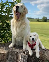 Eight years ago i had difficulty finding a golden retriever puppy locally that i could actually afford. Blind Golden Retriever Got A Puppy Buddy To Help Him Navigate The World