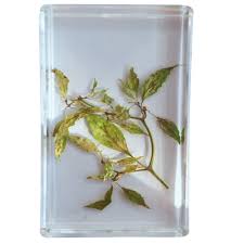 FXQ Chili Plant Specimen - Biological Pepper Plant Embedded Sample  Transparent Resin Plant Sample Creative Crafts - for Teaching Biological  Research : Amazon.de: Business, Industry & Science