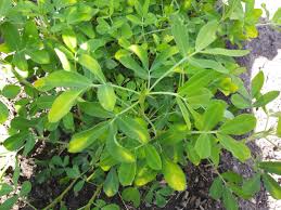 Maybe you would like to learn more about one of these? Yellowing On Peanut Plants 473989 Ask Extension