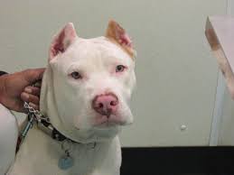 Crowe performed the ear crop for our d oberman puppy. Dog Ear Cropping In Columbus Oh East Columbus Veterinary Hospital