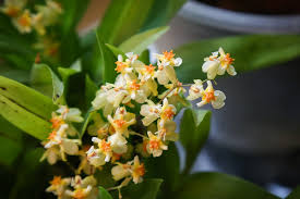 However, they are more particular about care than many other types of orchid. Travaldo S Blog Grow And Care Oncidium Orchid Dancing Lady Orchid Golden Shower Orchid
