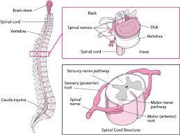 Spinal Cord Brain Spinal Cord And Nerve Disorders Msd Manual Consumer Version