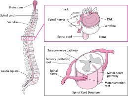 Show any loops back to previous steps. Spinal Cord Brain Spinal Cord And Nerve Disorders Msd Manual Consumer Version