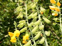 Image result for Crotalaria schliebenii