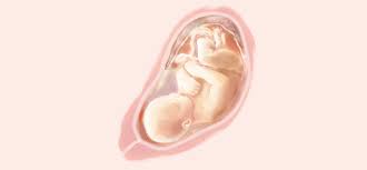 El tamaño del bebé de 16 semanas de gestación es de alrededor de 12,4 centímetros, siendo equivalente al tamaño de un aguacate. 33 Semanas Embarazo Noveno Mes Embarazo Pampers