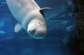 Why Beluga Whales Should Be Your New Favorite Mammal Beluga Whale Whale Beluga