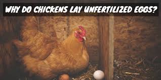 How can you make chickens lay more eggs? Why Do Chickens Lay Unfertilized Eggs Sorry Chicken
