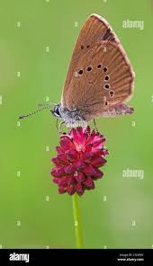 Image result for Satyrium orbiculare