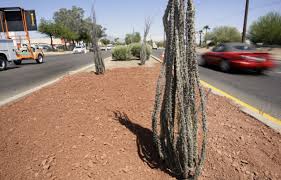 Find this pin and more on new mexico in my soul. 10 Things To Know About Ocotillos Home Life Health Tucson Com