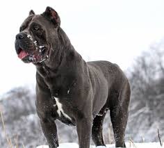 Cane Corso Cane Corso Cane Corso Dog Cane Corso Mastiff