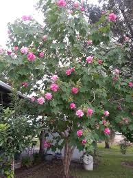 Pin On Garden