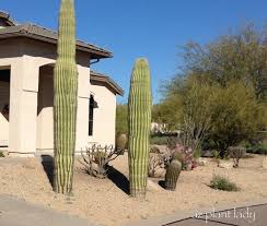 Life in the desert is challenging. Saguaro Archives Ramblings From A Desert Garden