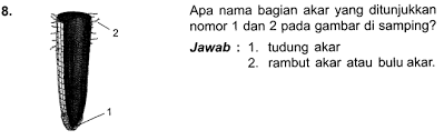 Tes melengkapi dikatagorikan ke dalam tes objektif. 60 Soal Essay Biologi Tentang Tumbuhan Dengan Jawaban