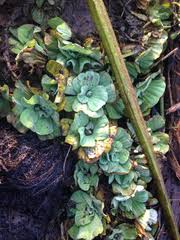 Image result for Culcasia ekongoloi