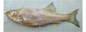 Tehdit altındaki türlerin iucn kırmızı listesi. Genetic And Morphometric Comparison Of Two Isolated Populations Of Barilius Bendelisis Cypriniformes Cyprinidae From The Indian Himalayas