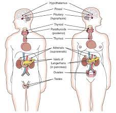 Location Of The Major Endocrine Glands In The Body Endocrine System Endocrine Endocrine System Nursing