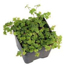 Unha de gato nome científico: Miniature Oakleaf Fig Ficus Pumila Quercifolia Buy Online In Luxembourg At Luxembourg Desertcart Com Productid 94079505