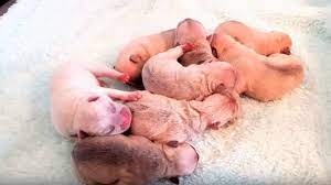 Blue wave french bulldogs, a wave of color in the french bulldog world. Six Newborn Puppies Stolen From Family Home In Armed Robbery Die Uk News Sky News