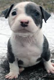 But have you got what it takes? Blue Nose Pitbull Puppies For Sale Blue Nose Pitbull Breeders Baby Pitbulls For Sale