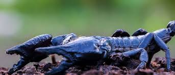 When you are wanting pest control services in chandler, az contact bug guardian pest prevention. Home Scorpion Sealing With Magic Pest