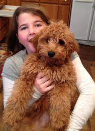 Our past puppies full grown have ranged from 25 to 35 pounds. Mini Goldendoodle Fb1 Some People Call Them Teddybear Goldendoodles Average Weight 25 30 Pounds Goldendoodle Puppy Mini Goldendoodle Goldendoodle