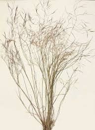 Image result for Aristida canescens