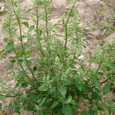 Image result for Chenopodium phillipsianum