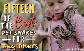 The only natural pet store leads the way to going green in their shops. 15 Best Pet Snakes For Beginners To Own Enjoy With Pictures