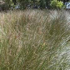 Image result for Juncus kraussii