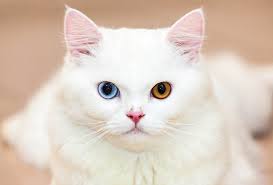 Tidak ada jenis kucing tunggal dengan mata berwarna yang berlainan. Kucing Dengan Mata Berwarna Yang Berbeza 31 Gambar Kucing Putih Dan Hitam Dengan Heterochromia Senarai Baka Kucing Dengan Mata Berwarna Warni