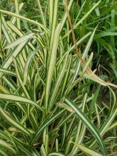 Image result for Stephania cyanantha