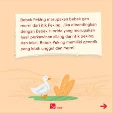 Bebek lokal adalah bebek khas indonesia, bebek peking adalah bebek import dari china sedangkan bebek hibrida adalah. Sore Sahabat Cp Yuk Intip Keunggulan Cp Duck Indonesia Facebook