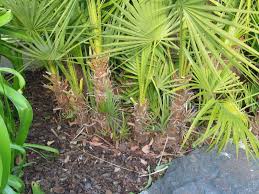 8 members have or want this plant for trade. Acoelorrhaphe Wrightii Agaveville