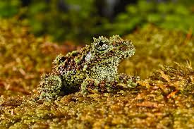 Designed for 1024 x 768 or higher Vietnamese Mossy Frog Photograph By Francesco Tomasinelli
