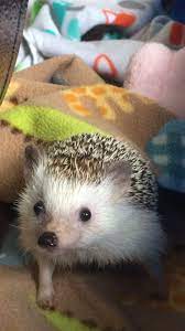 If your pet is sick and you need advice, message us on facebook. The Hedge Fund Home Facebook