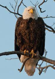 Office is not open at this time. See Bald Eagles This Winter At The Hill Country S Canyon Of The Eagles Texas Highways
