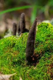Image result for Xylaria polymorpha