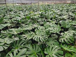 การปลูกมอนสเตอร่า ให้ใบสวย โตสง่า.🌿☘☘☘☘☘ ต้องเริ่ม จากรักตนเองให้ได้ รักต้นไม้ รักธรรมชาติ.แล้ว ที่กล่าวมาทั้งหมด ต้นไม้ก็จะสวย โตไว้ และ. à¸¡à¸­à¸™à¸ªà¹€à¸•à¸­à¸£ à¸² à¹„à¸ˆà¹à¸­à¸™à¸— Home Facebook