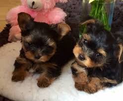 These hypoallergenic pups come with a puppy package, shots and microchipped. Very Tiny Teacup Yorkie Puppies Now Available Flake Ads Free Ads United Kingdom