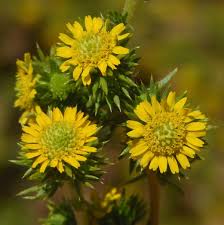 Image result for Centropodia