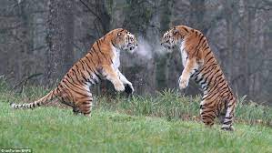 Image Result For Pics Of Fighting Tigers Tiger Fight Tiger Breathing Exercises