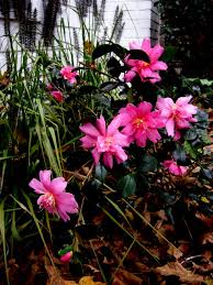 Regular price sale price $99.00. Camellia Winter S Star White Carolyn S Shade Gardens