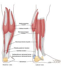 Upper limb trauma programme injuries. Achilles Tendon And Superficial Calf Muscle Anatomy Uptodate