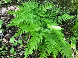 Image result for Indigofera subargentea