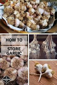 Storing Garlic Gardening Channel How To Store Garlic Growing Garlic Food Safety Tips