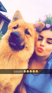 Lost German Shepherds in Elk Grove