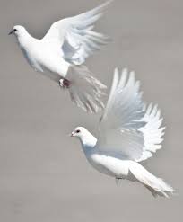 Black And White Pigeon Name Doves Animals Beautiful Birds Beautiful Birds